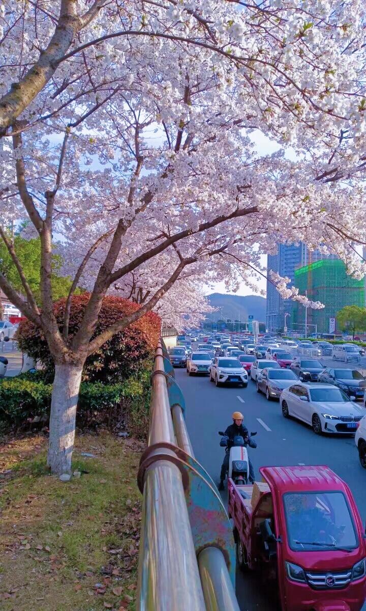 长沙望城坡(汽车西站)地铁口赏樱