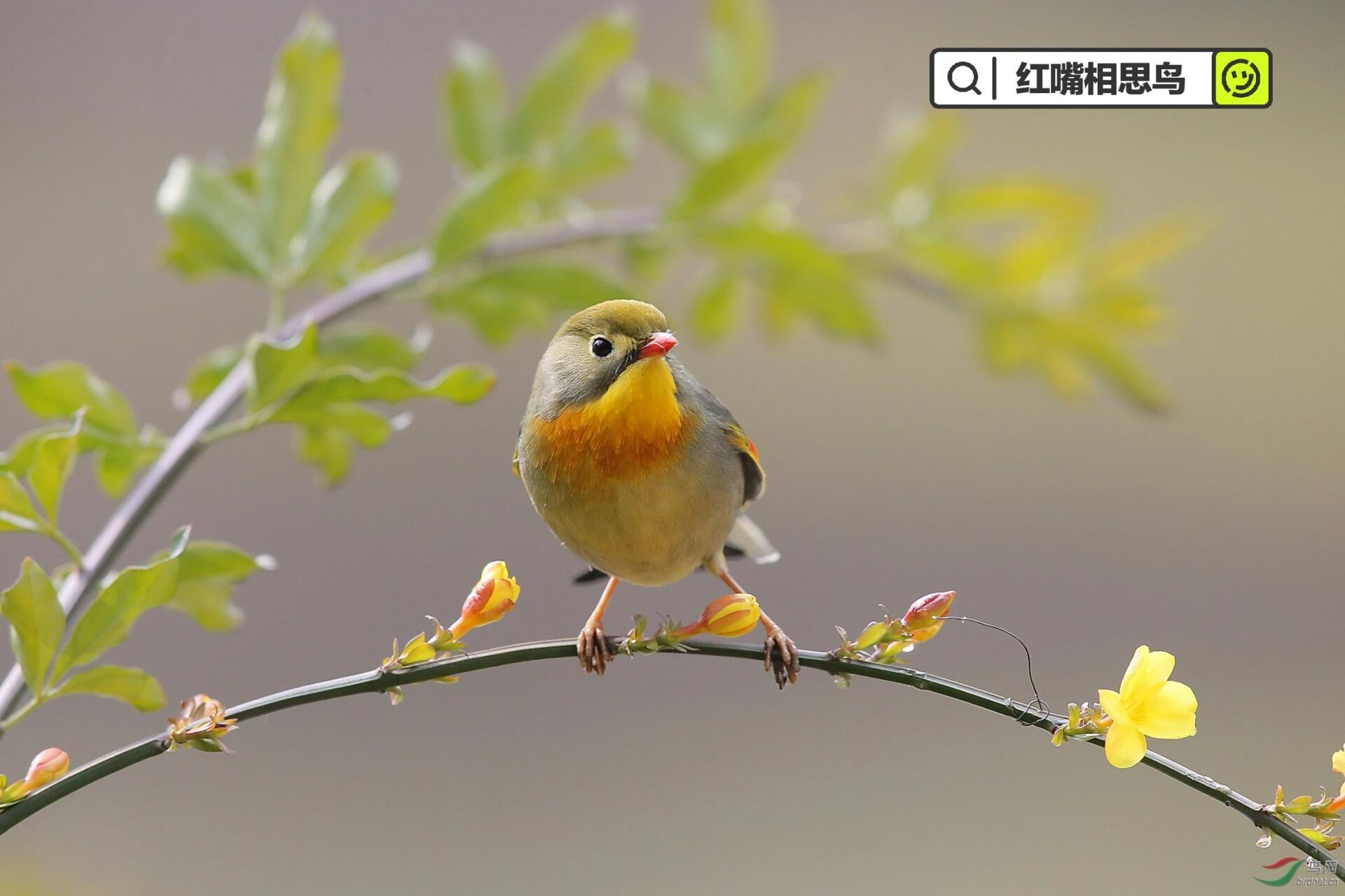 🪺中文名:红嘴相思鸟 🪹别名:相思鸟,红嘴玉,五彩相思鸟,红嘴鸟