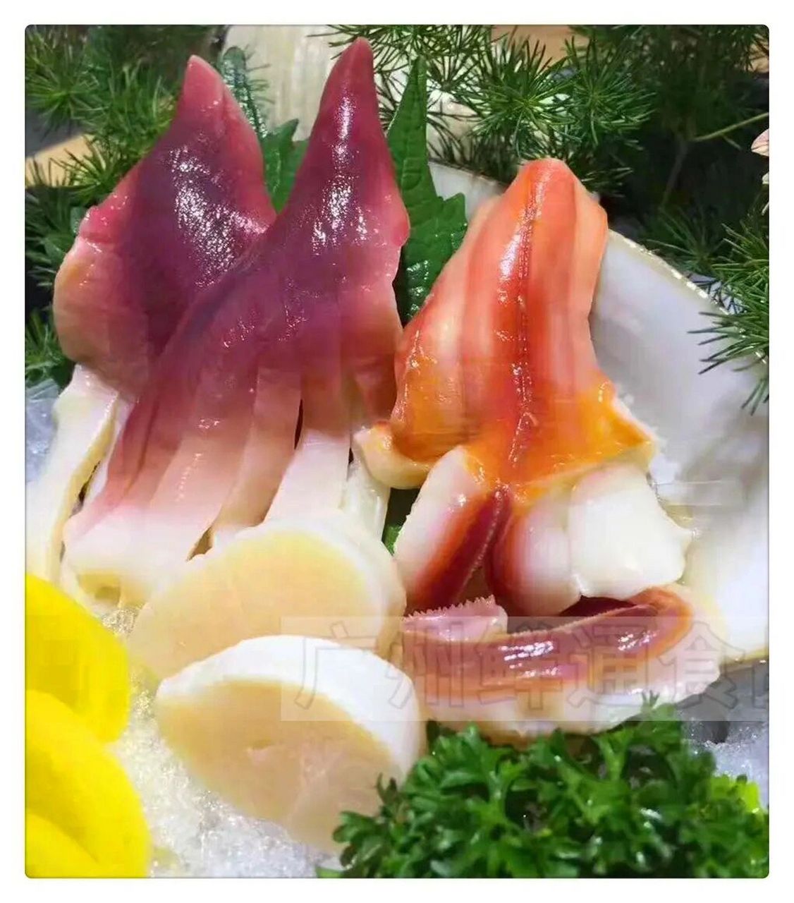 鲜活北极贝 刺身极品的北极贝明天到货咯 鲜甜无比