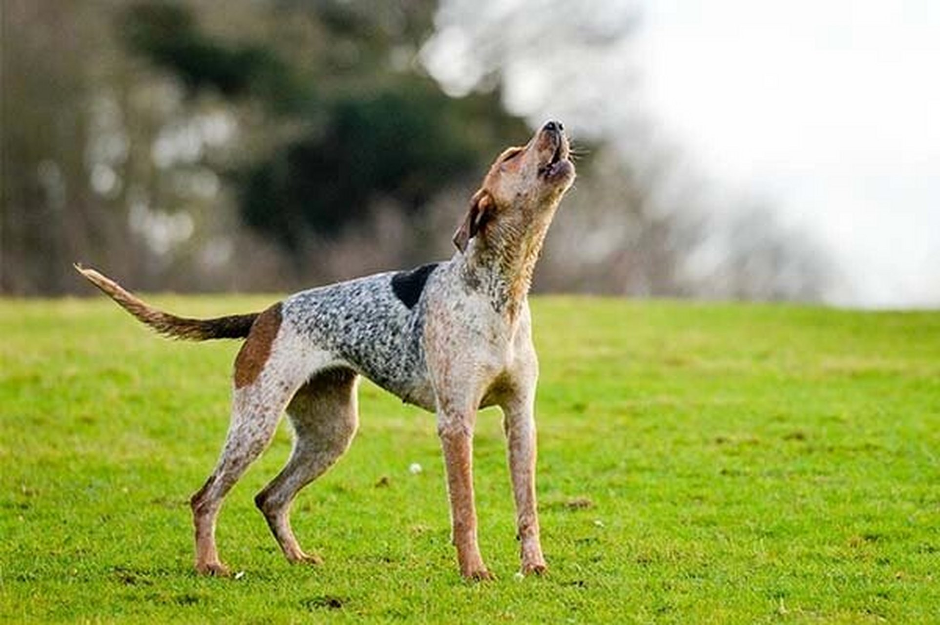 "干脆面杀手"集合 1:红骨猎浣熊犬 redbone coonhound 2:特林沃克猎