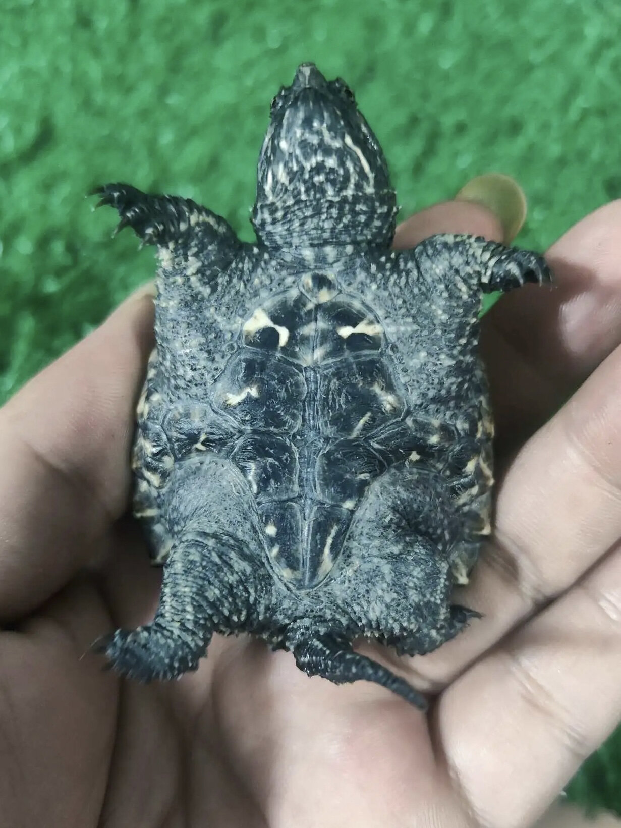 精品原种纯佛鳄龟 蛤蟆嘴 小窄嘴 野后❗️208