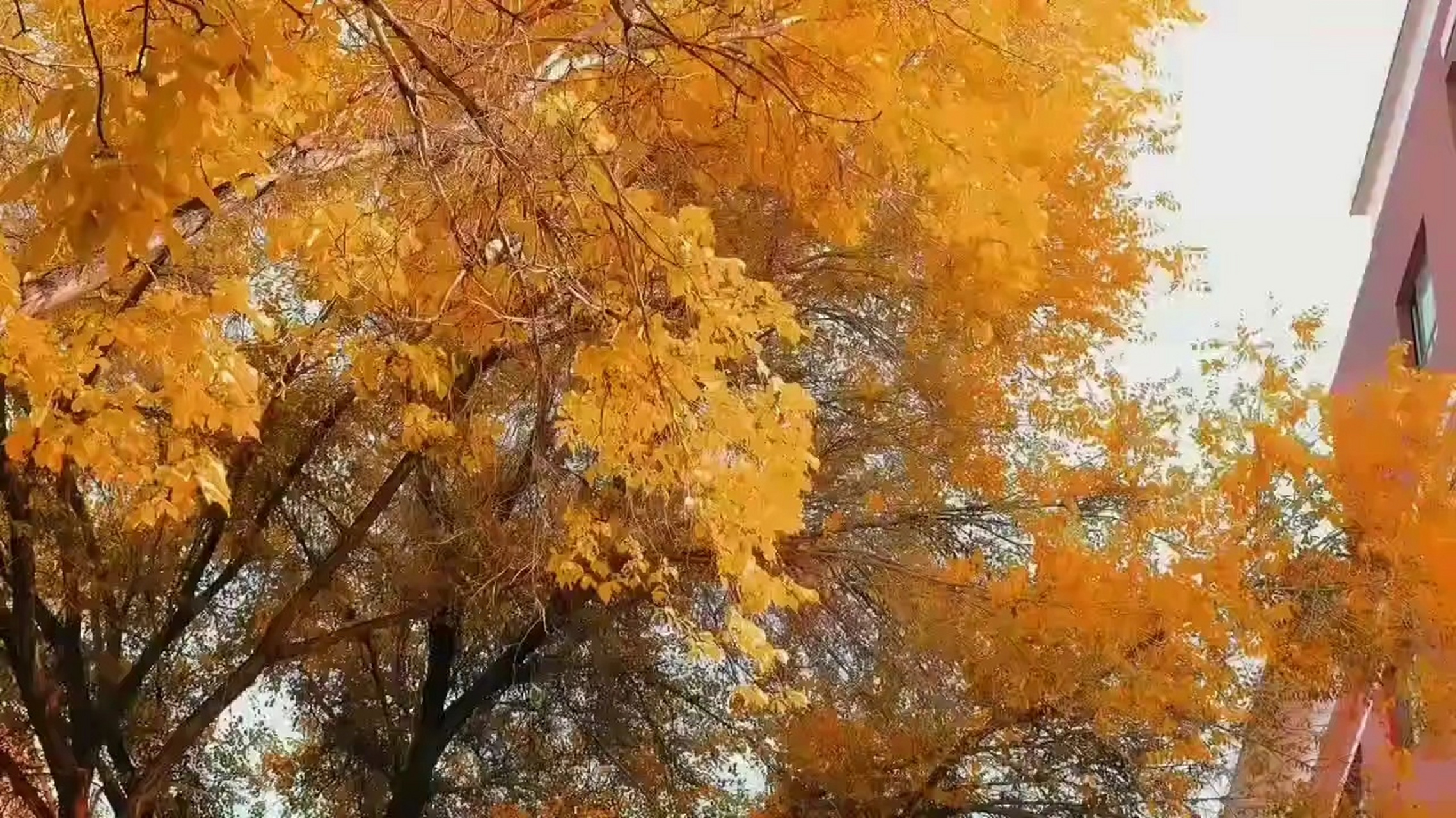 新疆农业职业技术学院73 治愈系风景