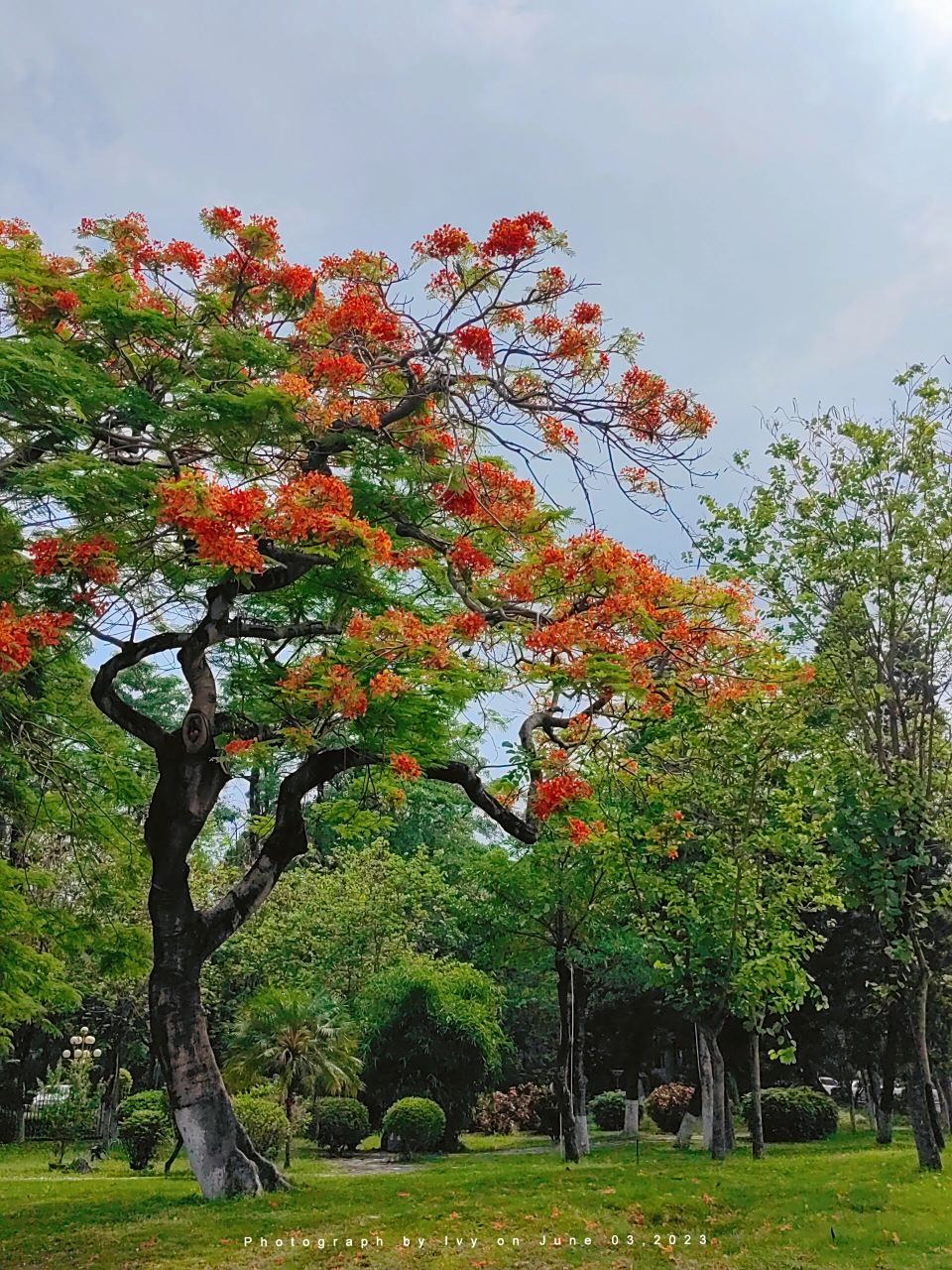 汕头市花92金凤花 传说中的毕业季,金凤花开 海滨路沿途的金凤花开