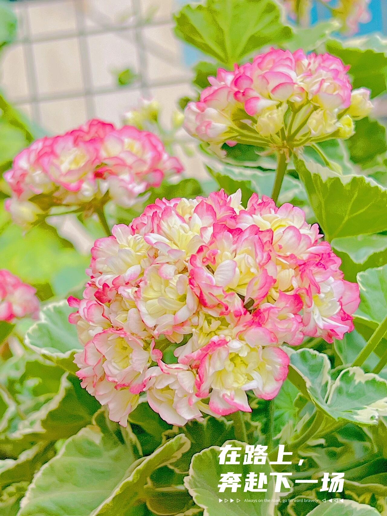 适合盛夏的天竺葵品种,银边苹果碗.