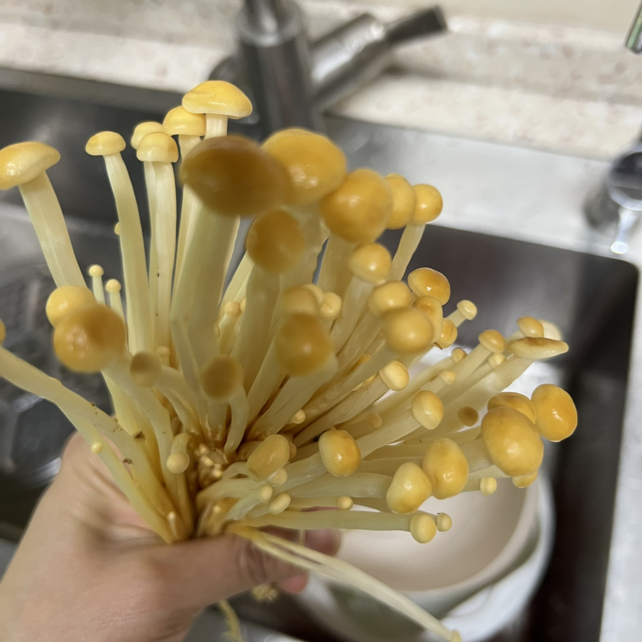 长见识了～带你看看真的金针菇
