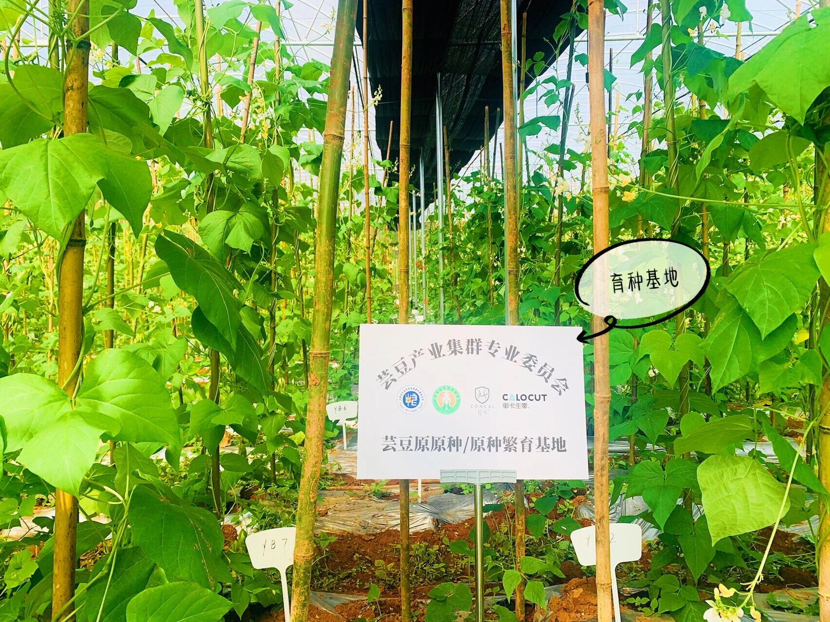 溯源之旅|98御卡白芸豆种植基地一日游 伴随着暖阳7715微风 御