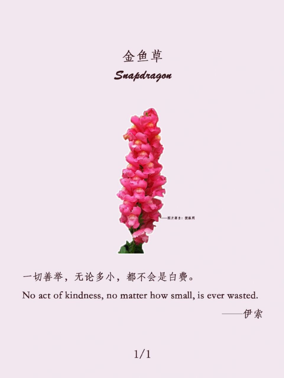 78福到|红色金鱼草的花语 红色金鱼草的花语是鸿运当头.