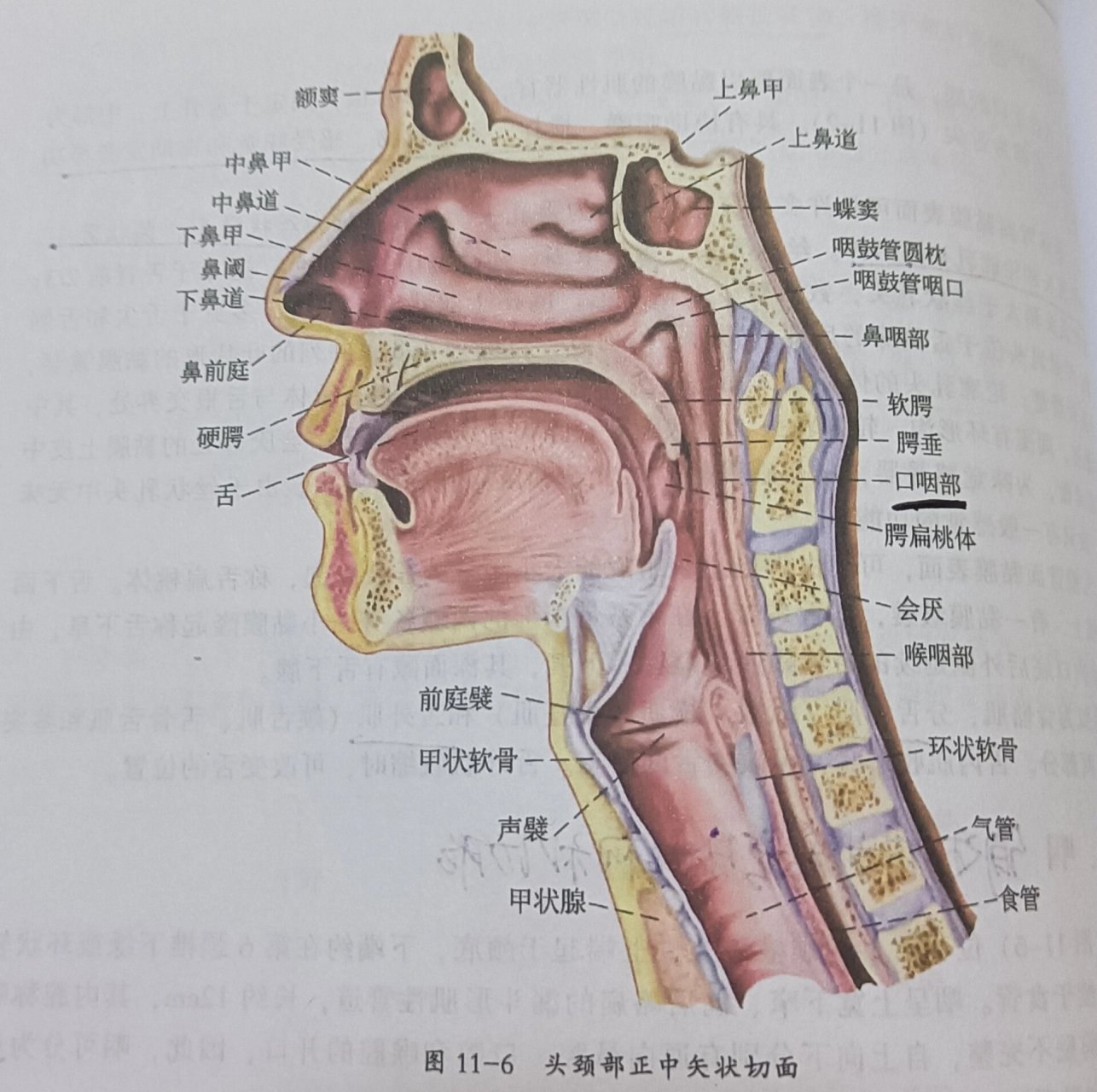 口腔与咽峡高清示意图图片