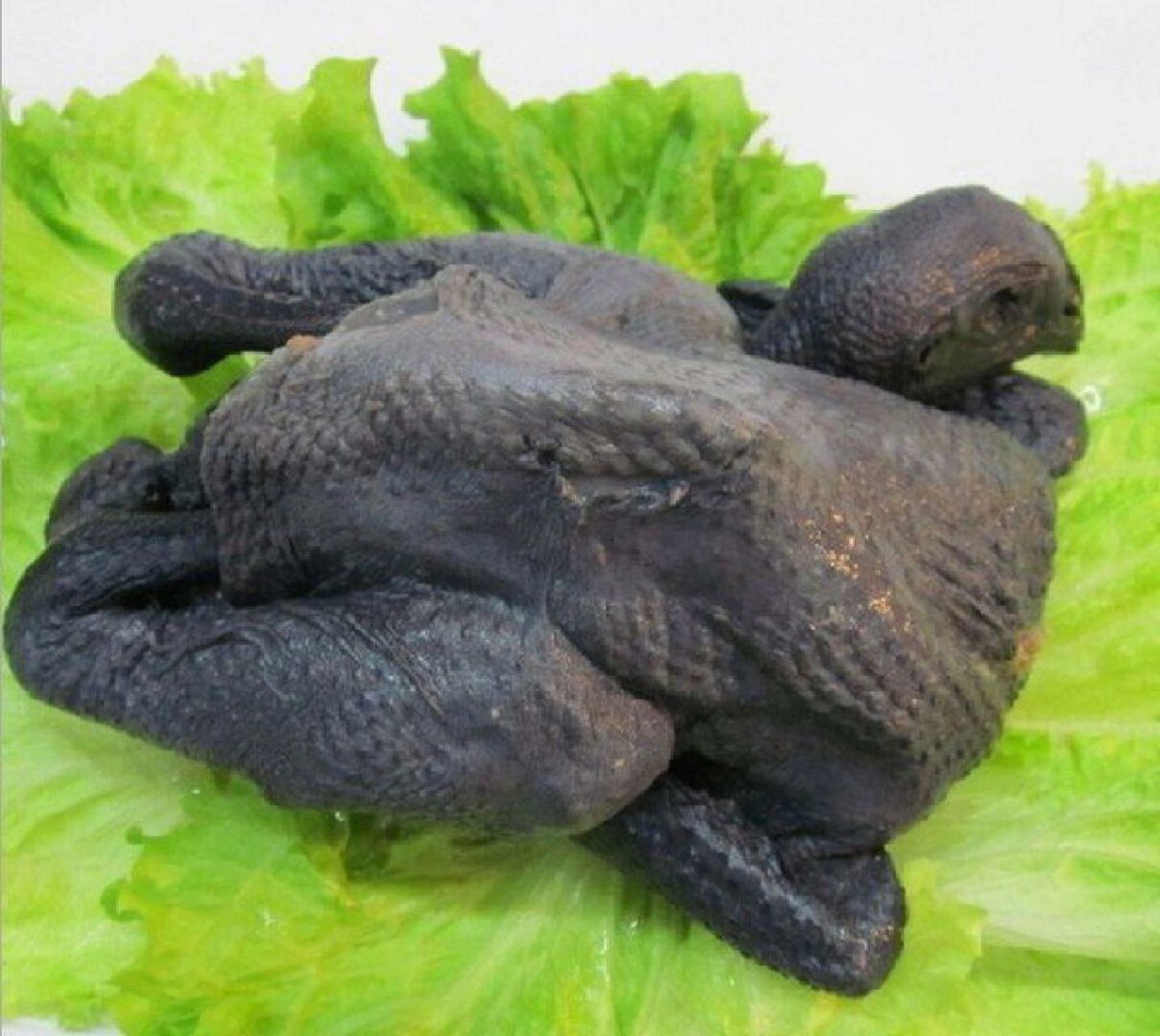 乌鸡,又称乌骨鸡,它全身几乎都是黑色的,包括眼,脚,皮肤,肌肉,骨头