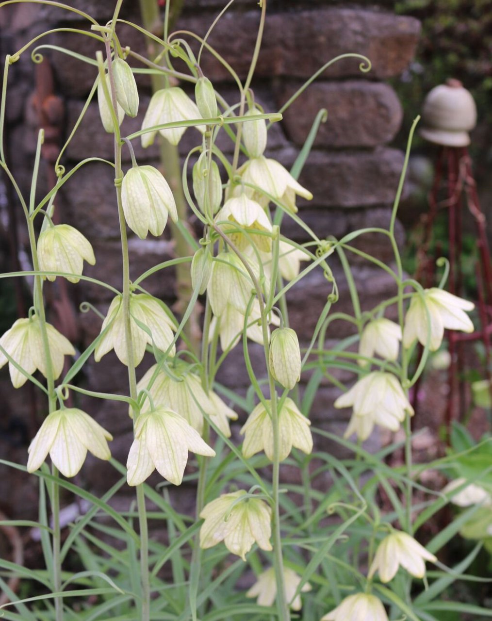 植物大赏|浙贝母 浙贝母是一种原产于浙江的本土贝母,在以前常作为中