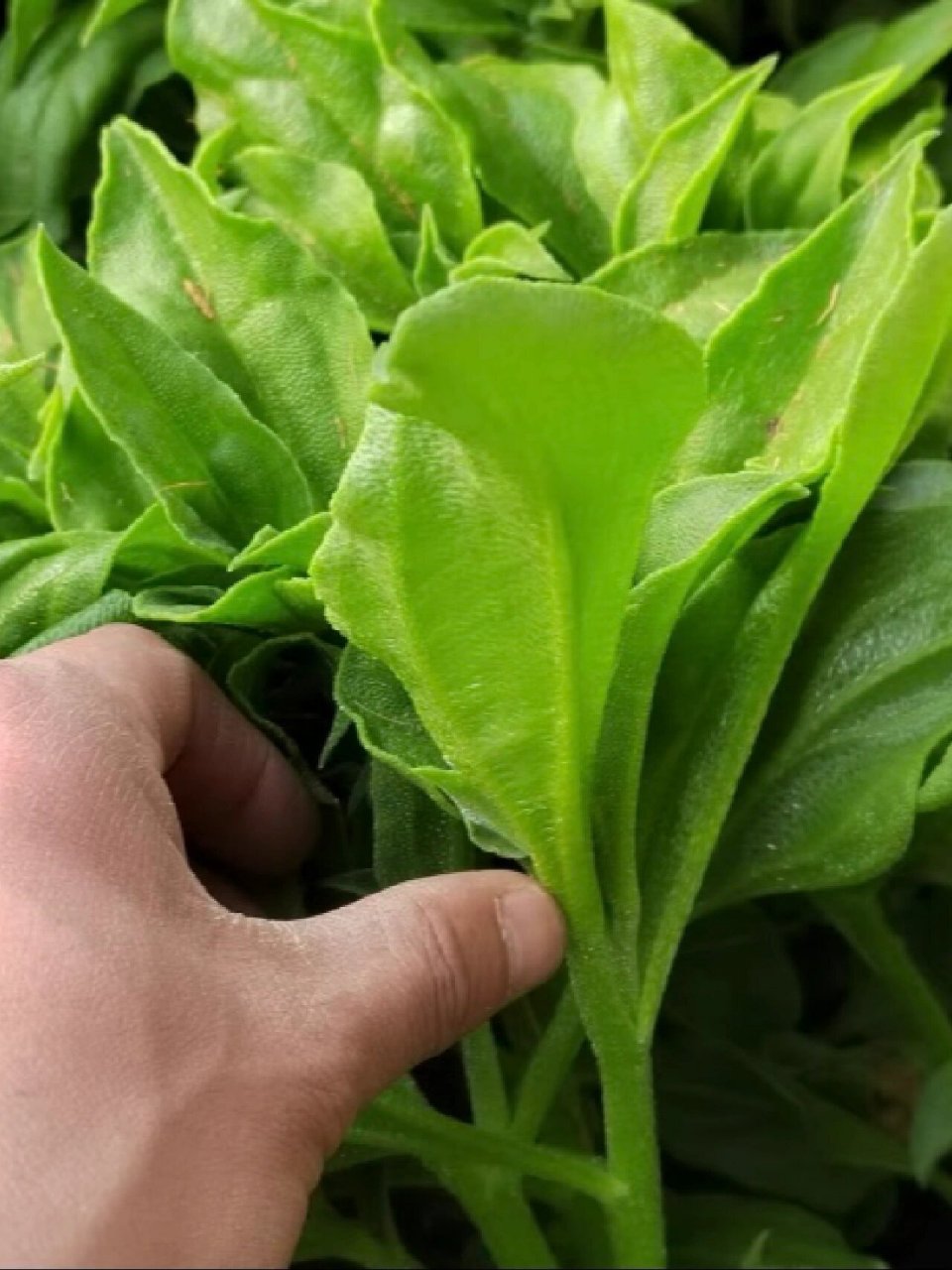 新手种菜:冰菜(冰草)的种植&日常管理 冰菜:又名冰草,它全身长满冰晶