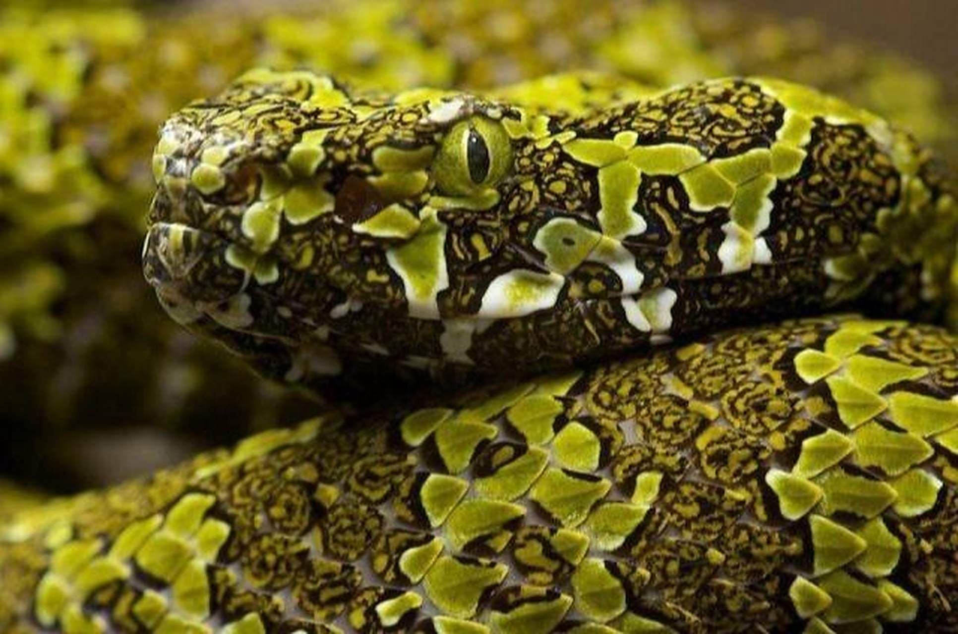 莽山烙铁头蛇mangshan pit viper mangshan pit viper (protobothrops