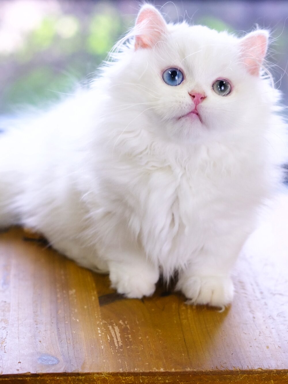 杭州猫舍 纯白异瞳拿破仑猫 白色长毛矮脚猫 精品纯白异瞳拿破仑弟弟