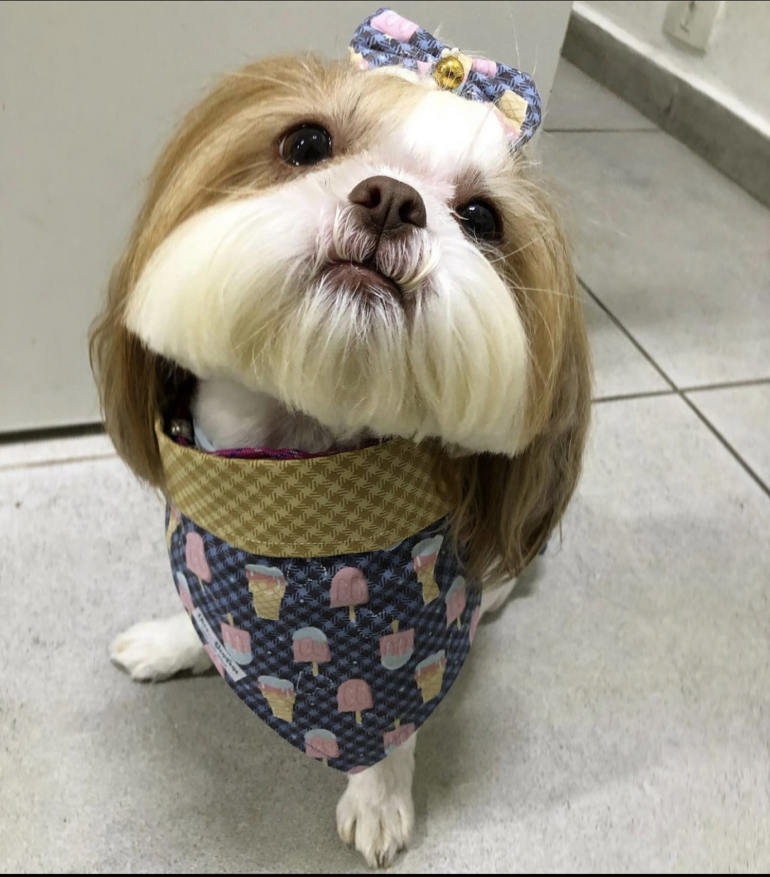西施犬短发造型分享第二波 都是我存的ins可爱狗狗,给狗子美容的时候