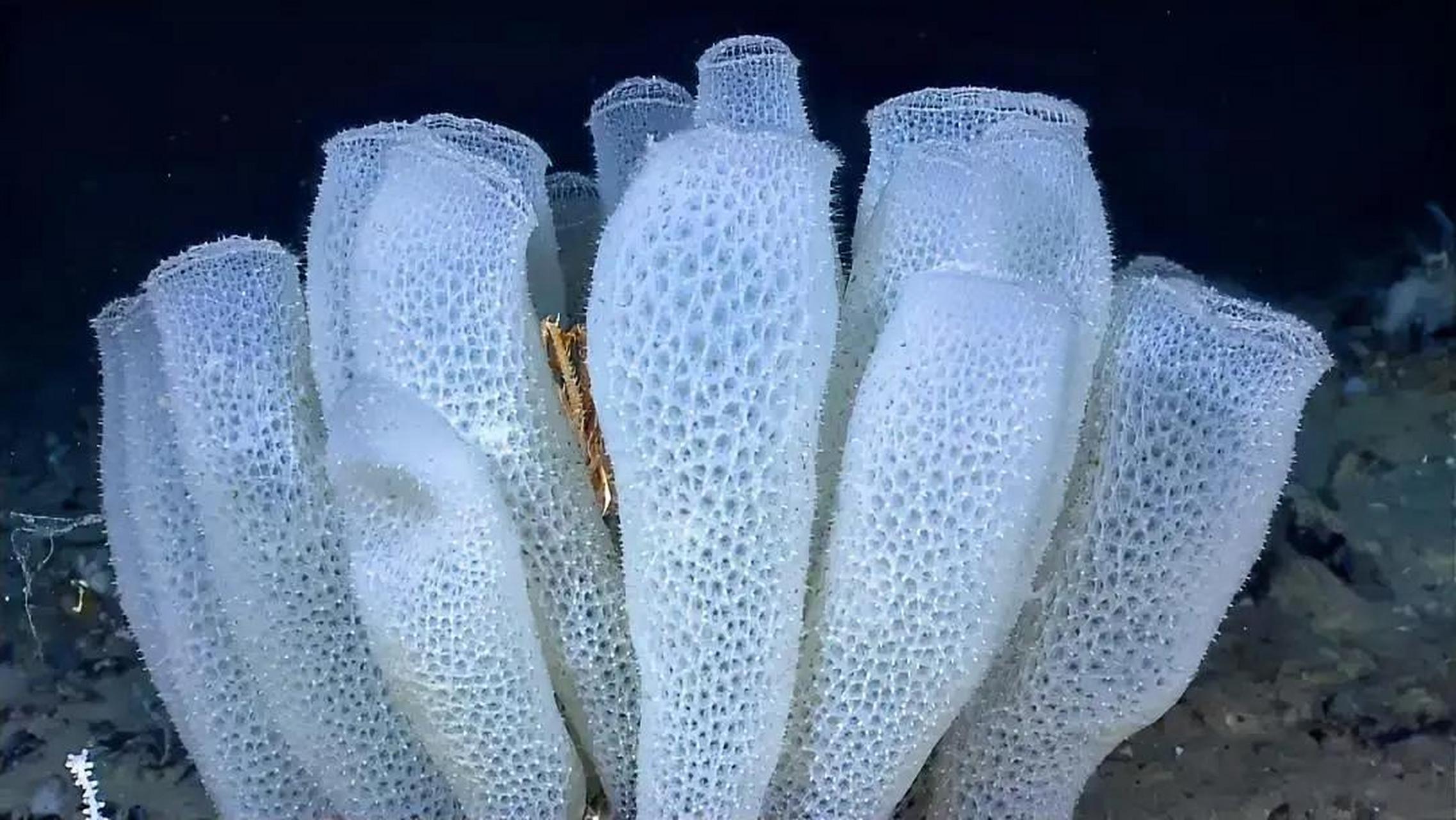 水熄:或可永生  2.灯塔水母:或可不死  3.玻璃海绵:10000年  4.
