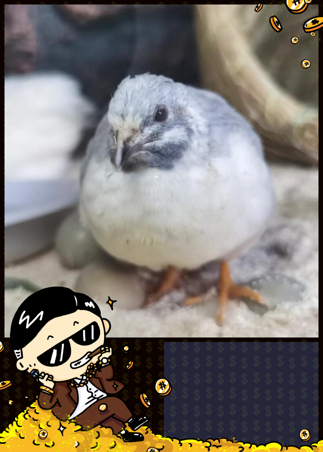 "咕咕咕,唧唧唧",这些活泼可爱的小生物,就是我们