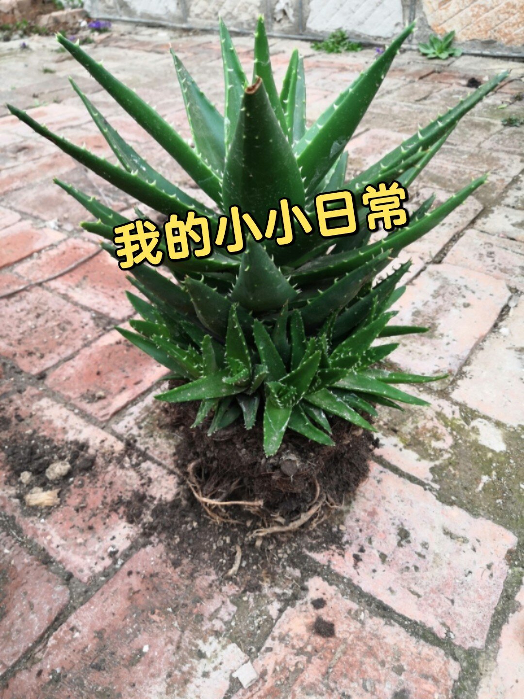 芦荟又要换盆啦  不知道这算不算爆盆呢?