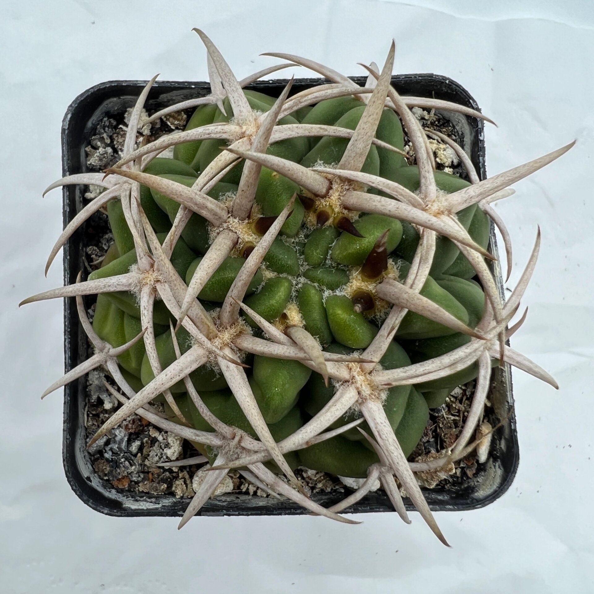 碧岩玉实生仙人球裸萼球属强刺狂刺开花美观 碧岩玉实生仙人球裸萼球