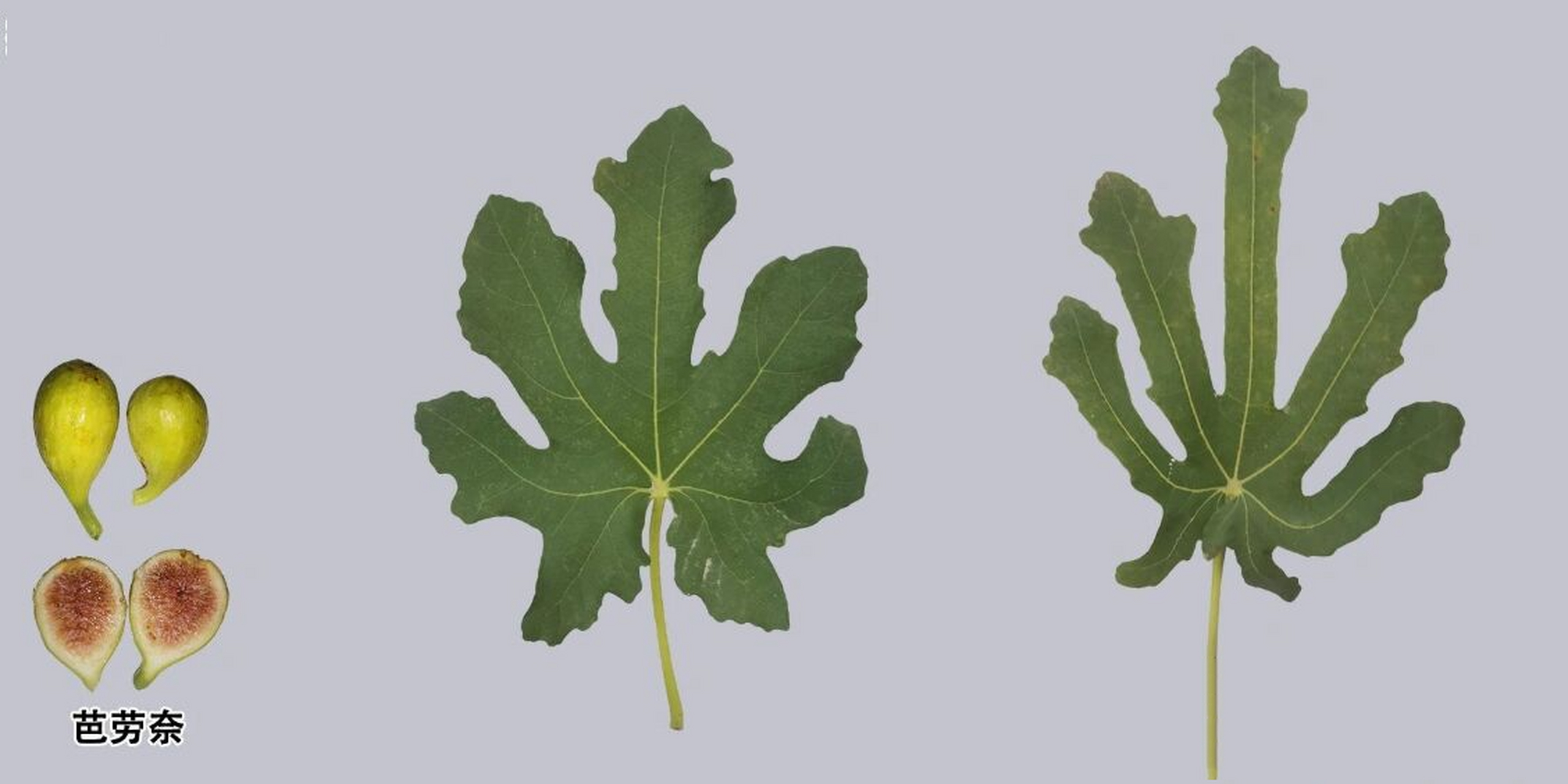 九种无花果叶片对比和品种简介 78无花果78是很多人都喜欢吃的