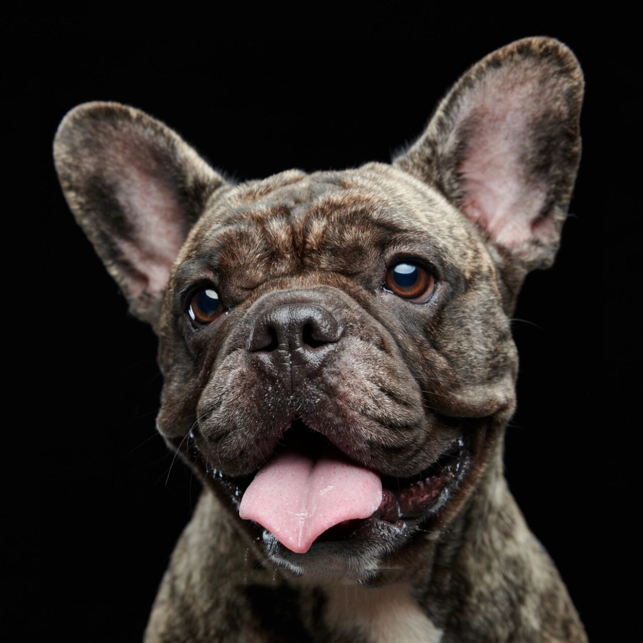 法斗肖像 经典黑白头像壁纸系列