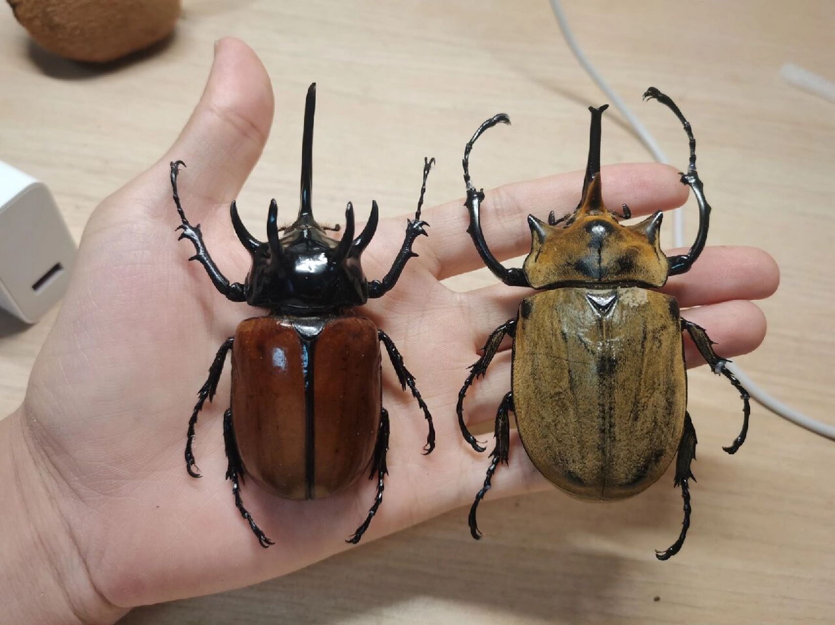 泰国9593五角大兜虫 82(78图为泰国产9593合法非保护物种