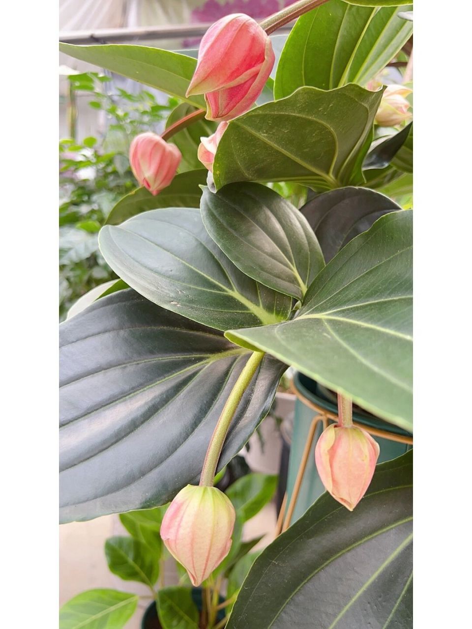 宝莲灯花 宝莲灯 〇预定 原产于菲律宾马来西亚和印尼的热带森林 野