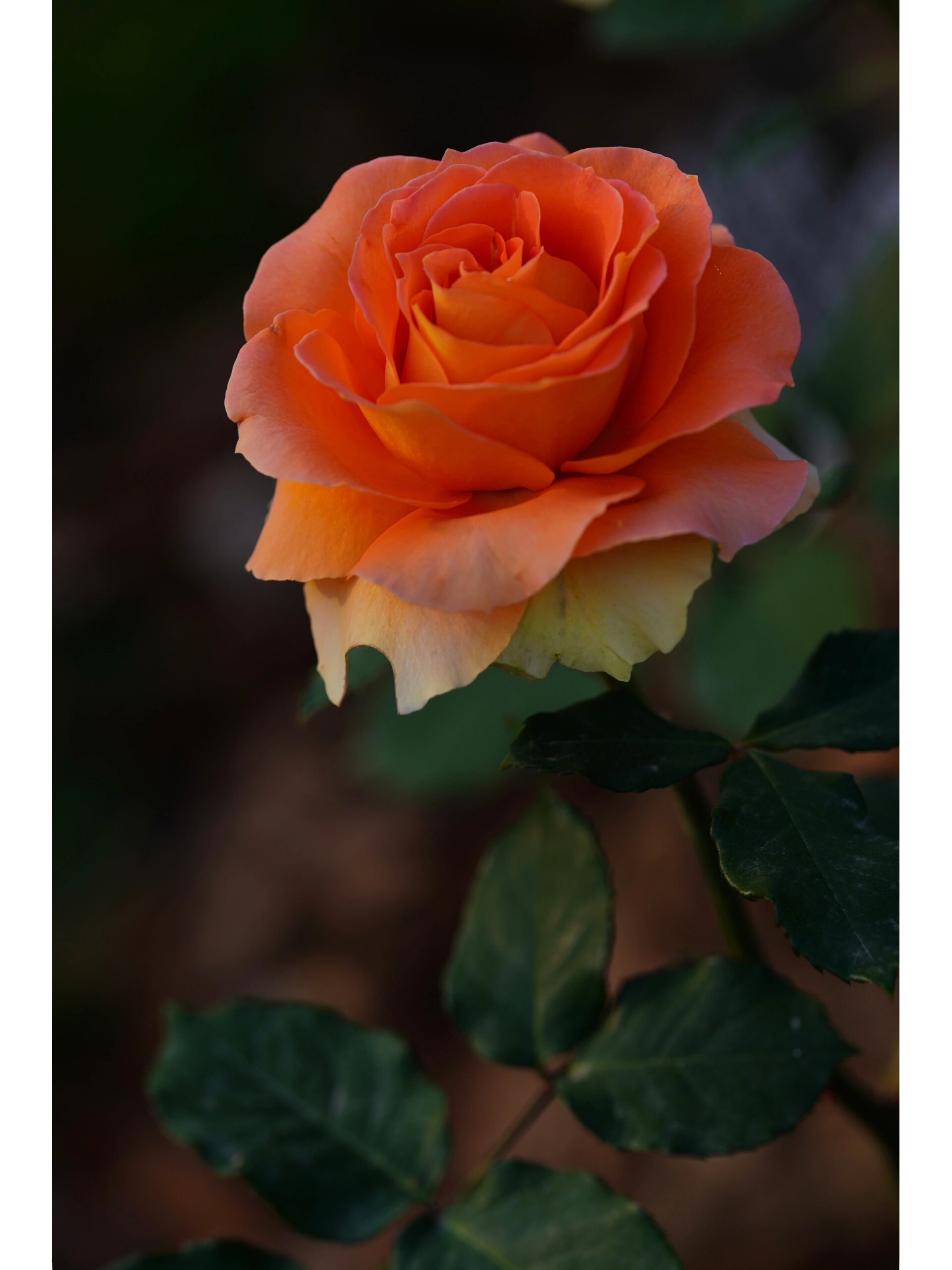 "铜管乐队"月季 "铜管乐队"月季 薔薇科蔷薇属 类型:丰花 rosa brass