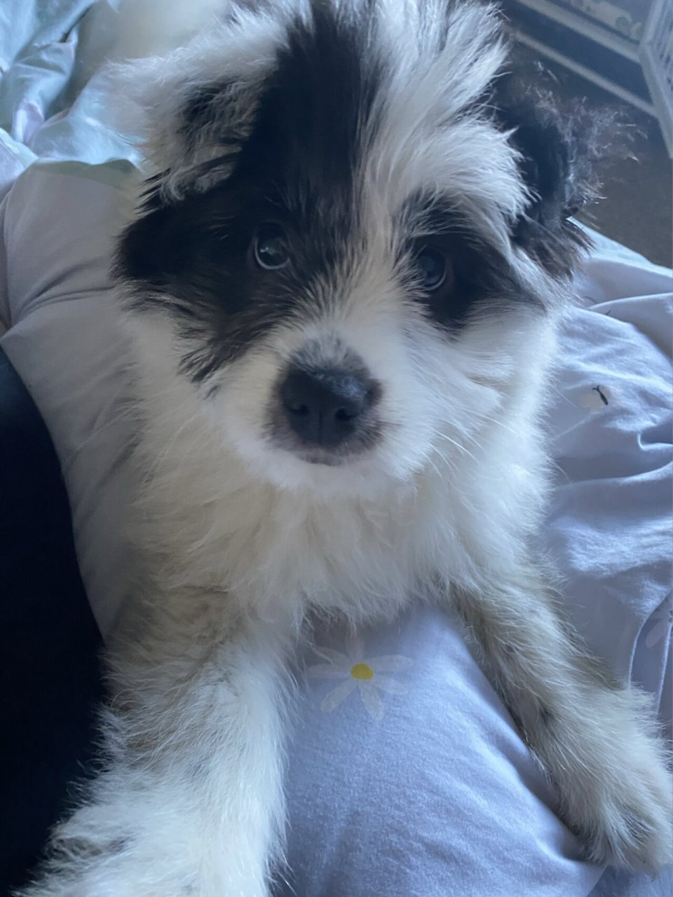 边牧泰迪串串的颜值真的随机 小时候抱过来的时以为长大能像边牧一样