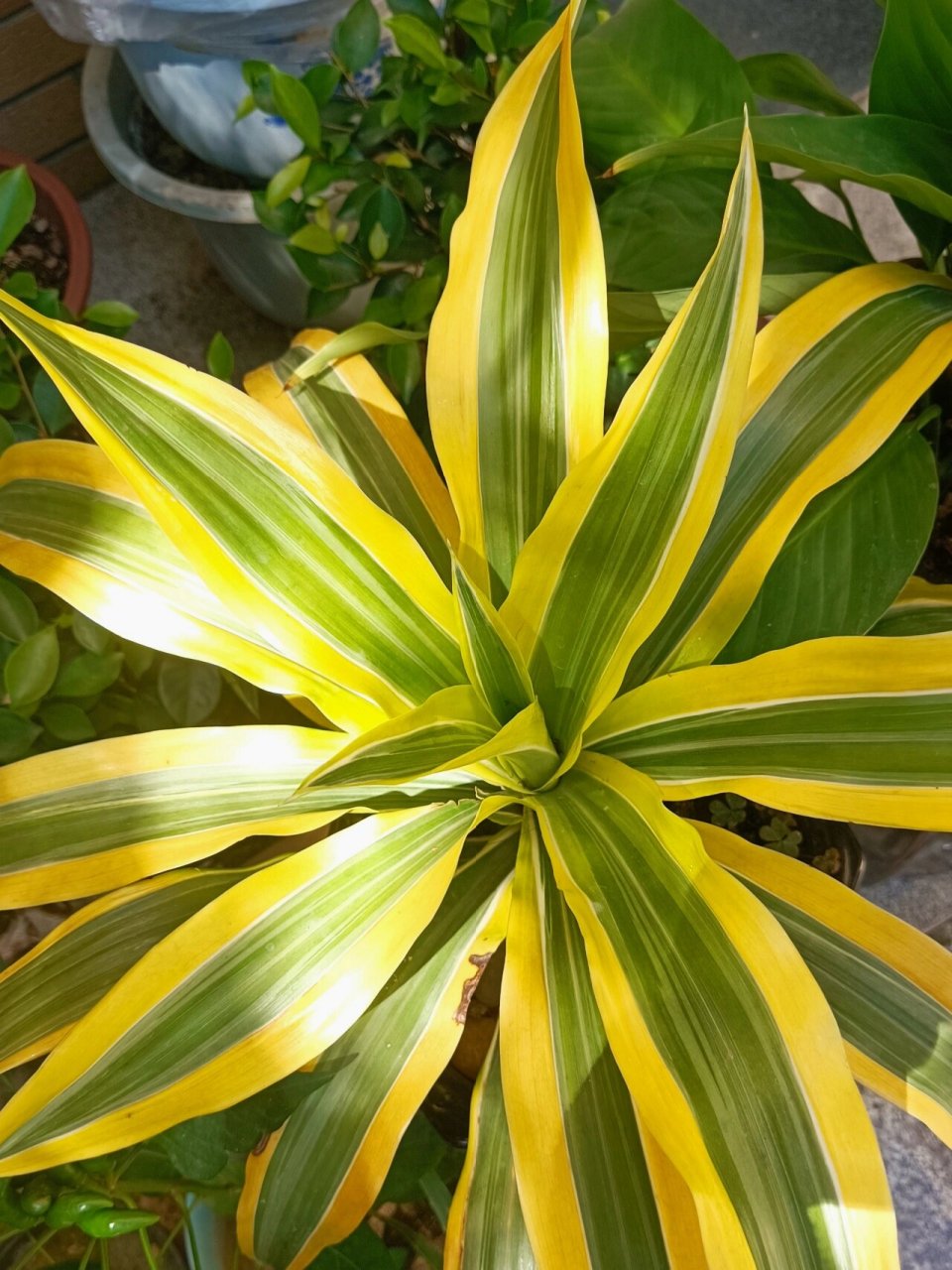 98金边香龙血树的别名是:巴西铁树,巴西千年木等.