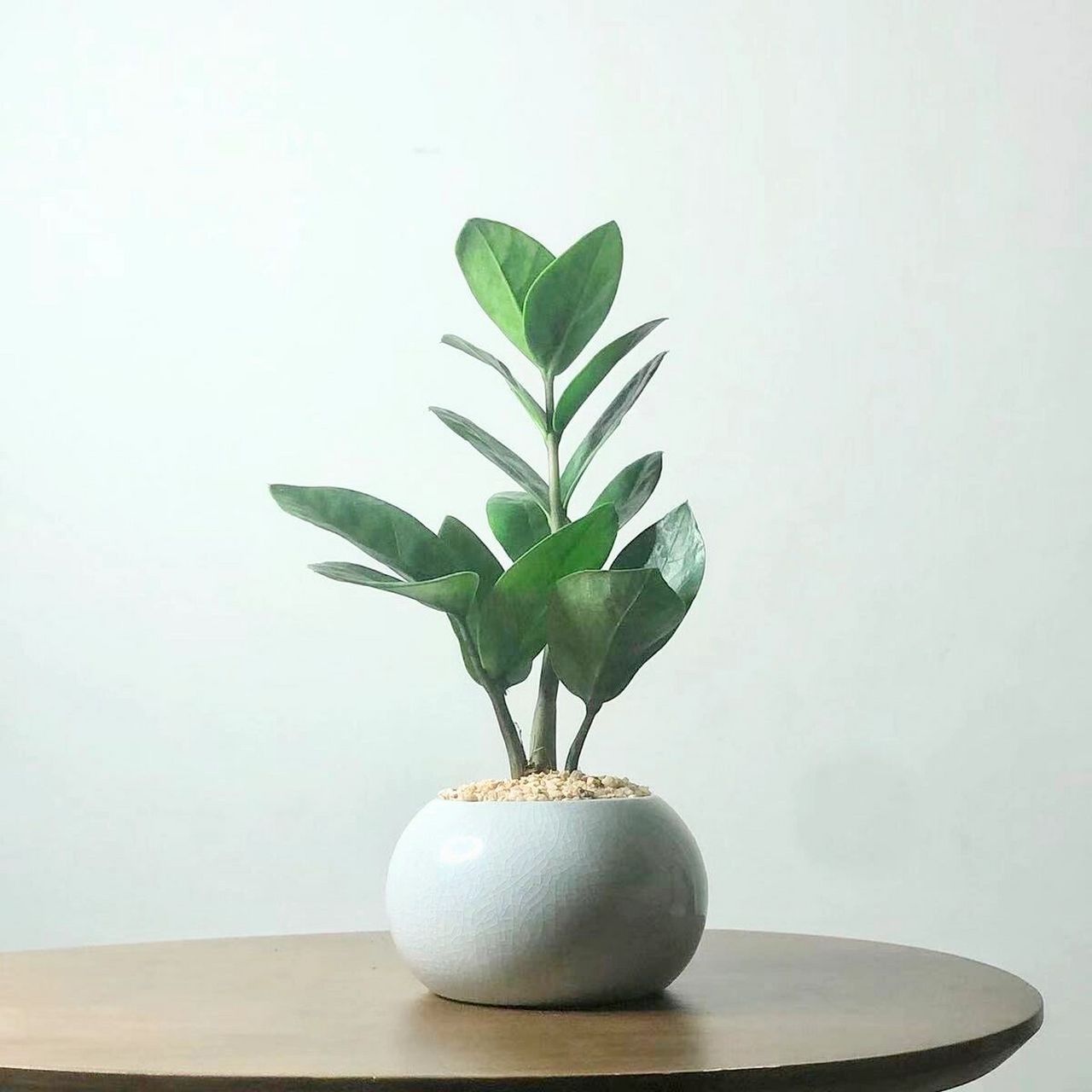 【属鼠】十二生肖提升运势植物推荐 生肖鼠:金钱树在十二生肖当中