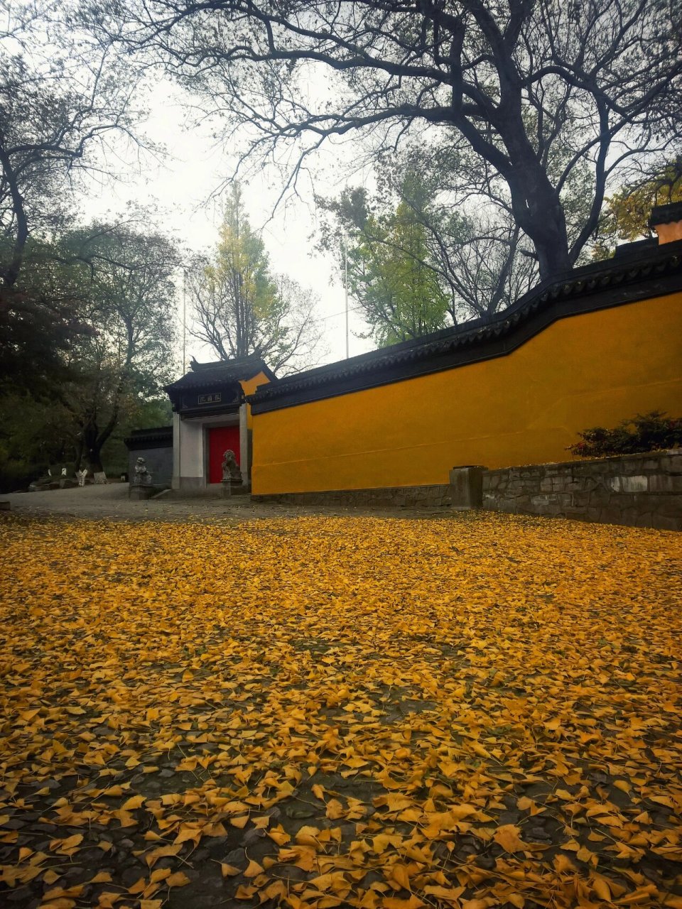 " 冬季的常熟虞山藏海寺前,"金毯"铺路,百年古树与古刹相映禅意浓.