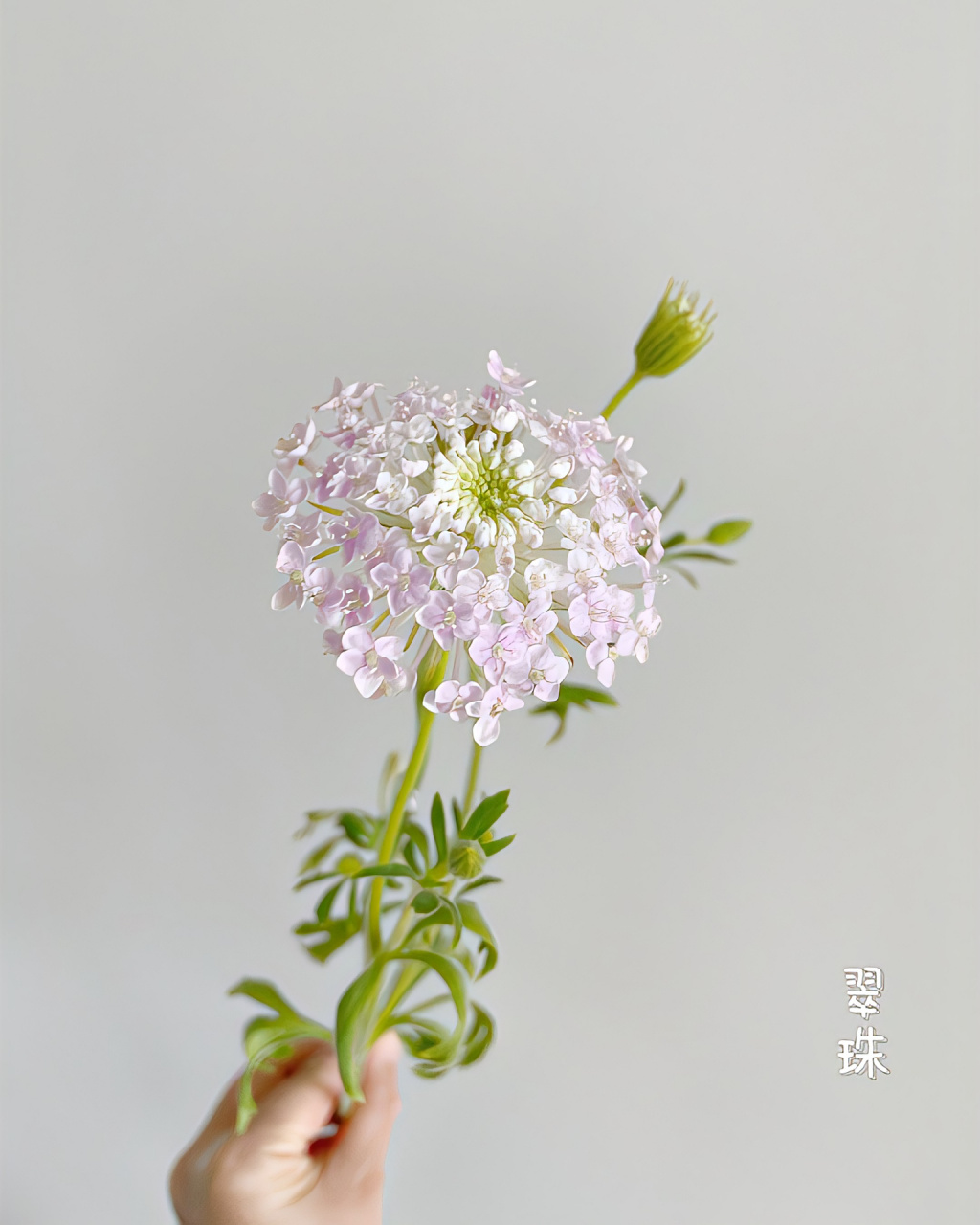 9种伞状配花,让你的花束颜值提高100%!