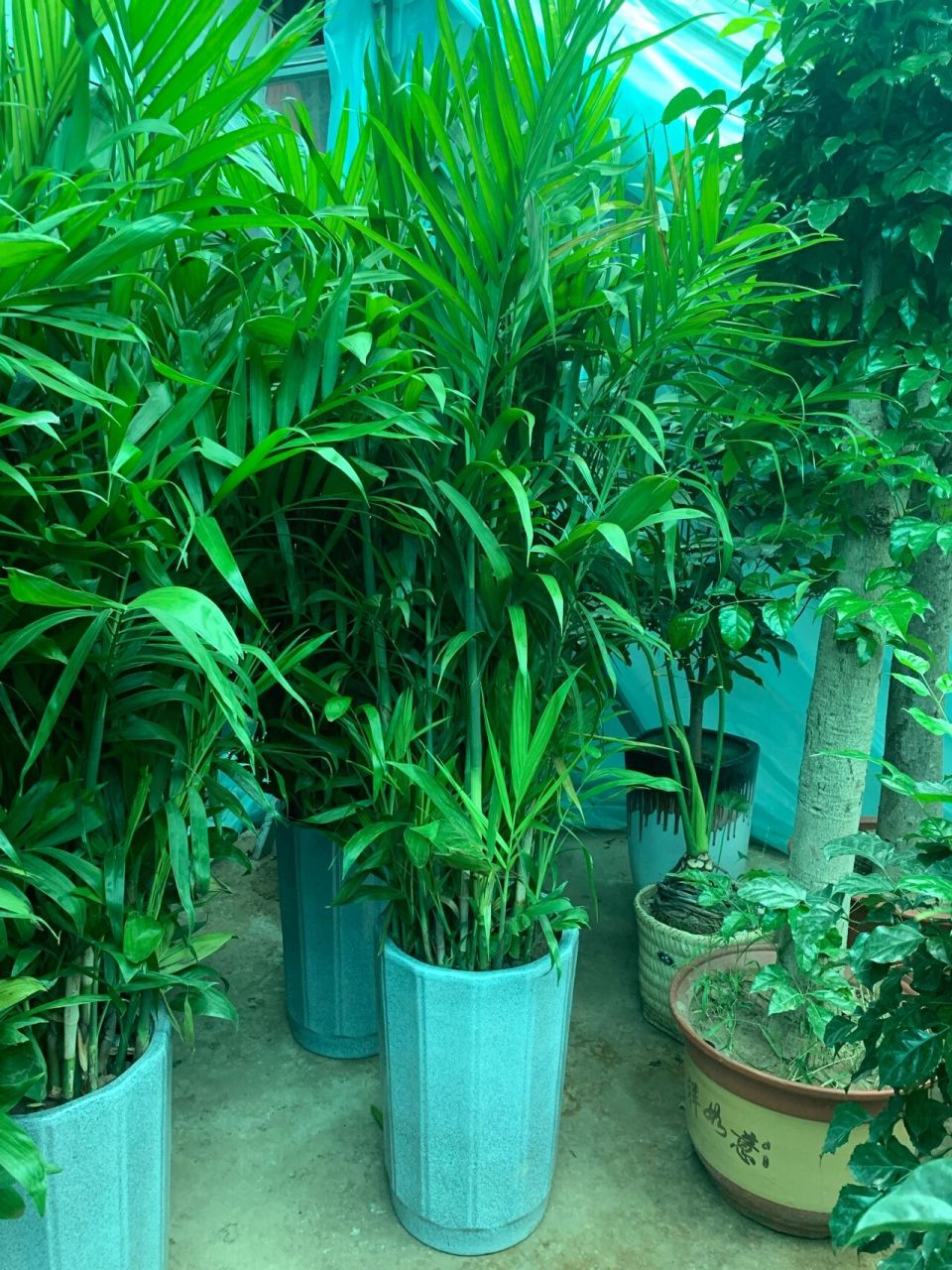 夏威夷竹/长寿竹 常说:"宁可食无肉,不可居无竹.