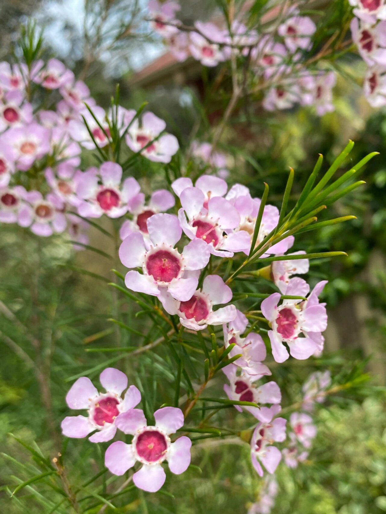 可爱又美丽的风蜡花 中文学名:淘金彩梅,属桃金娘科植物,也叫做杰拉尔
