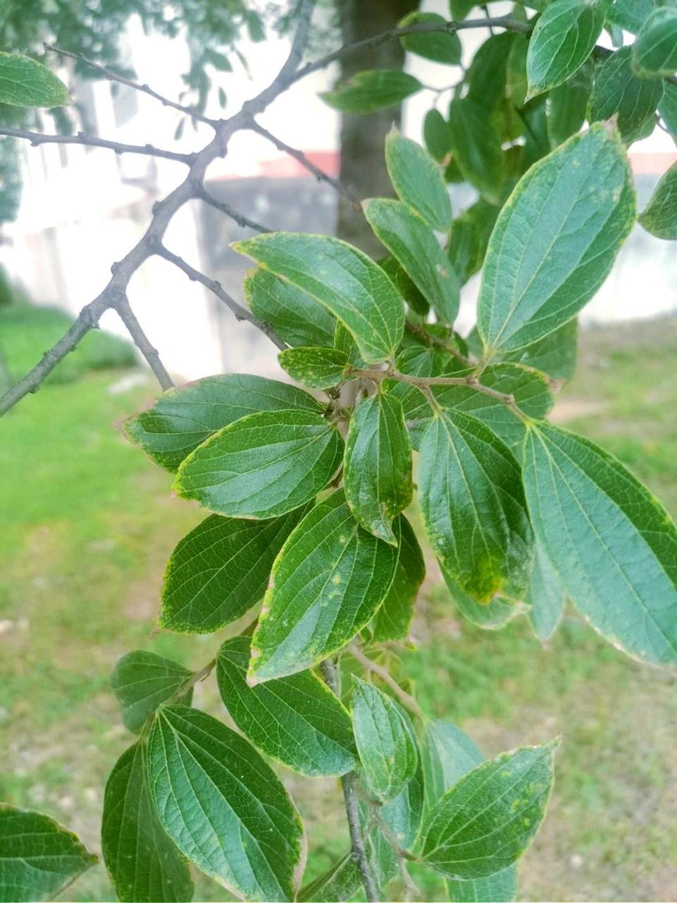 朴树 99 celtis sinensis(斜体) 8215简要介绍8215 落叶