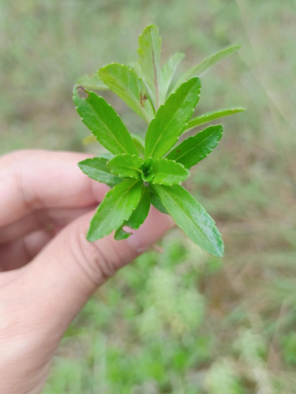 云南大山里的小山茶,夏天不上火全靠它 小时候一到夏天,妈妈就会上山