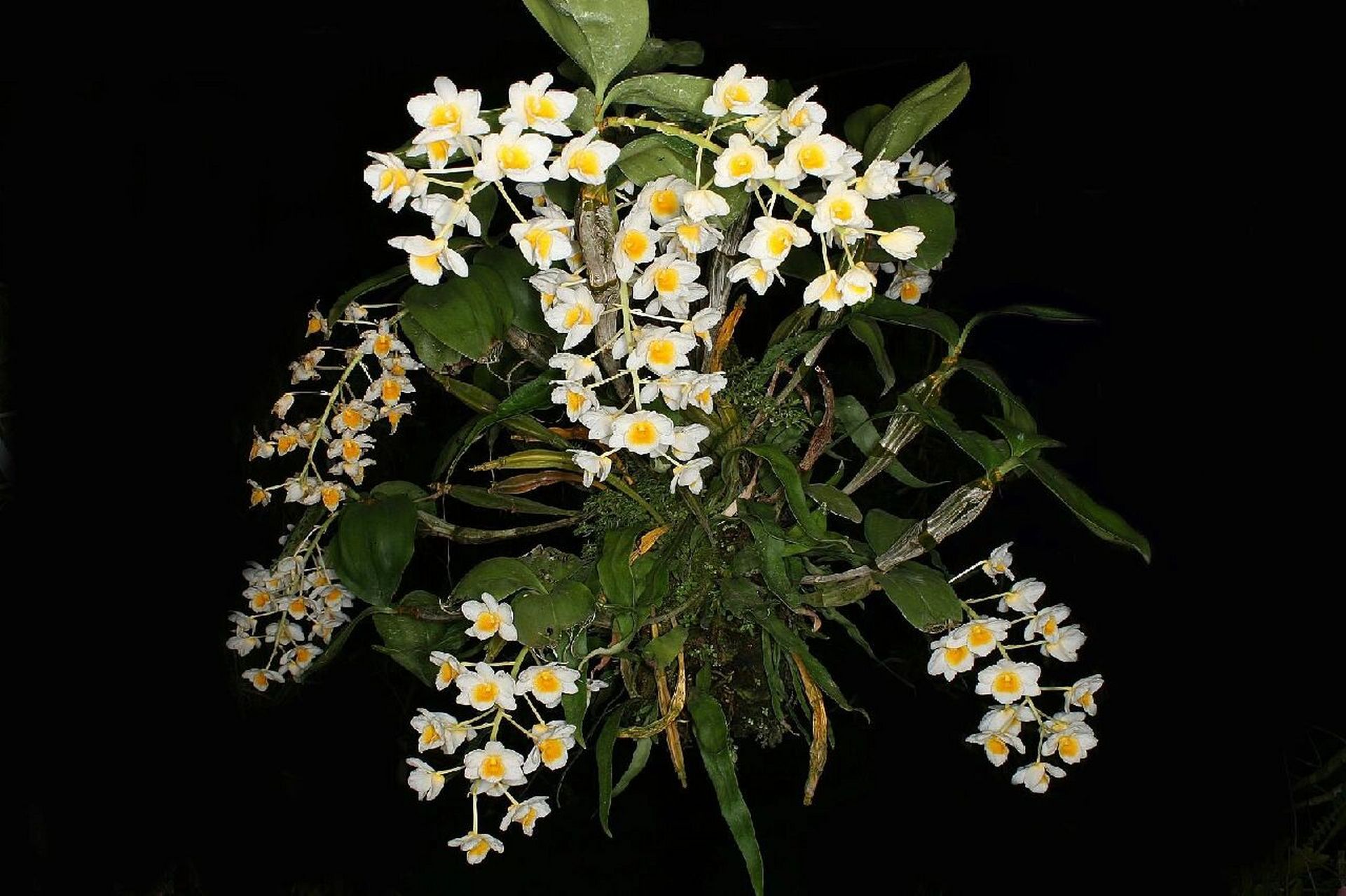黄心(白法式)石斛dendrobium palpebrae lindley 1850 孟加拉国