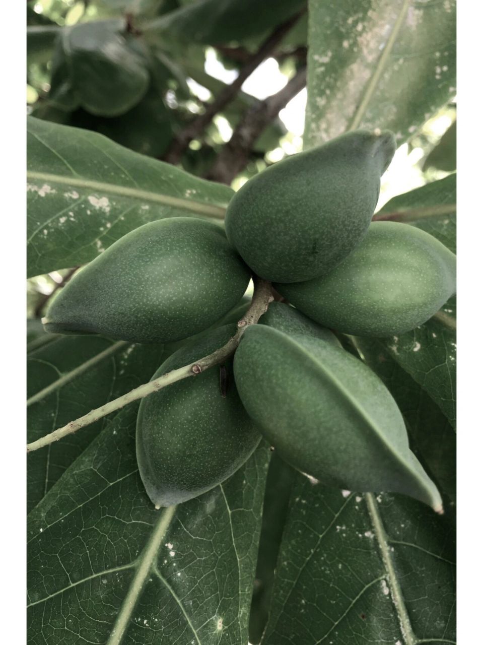 闯入我生活的新奇植物"榄仁树"果实 榄仁树果椭圆形,具2棱,棱上具翅状