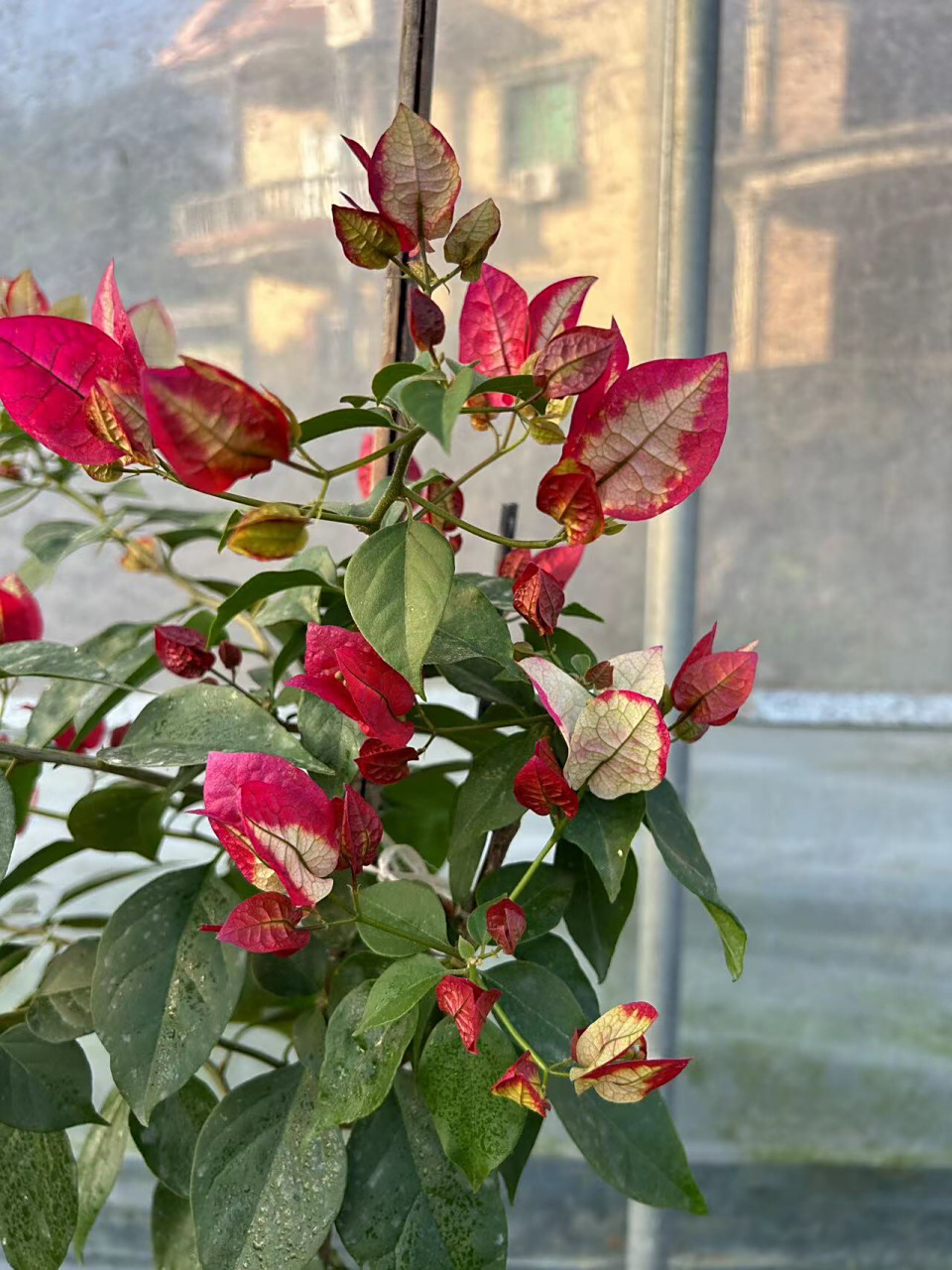 倾城三角梅    倾城三角梅开花