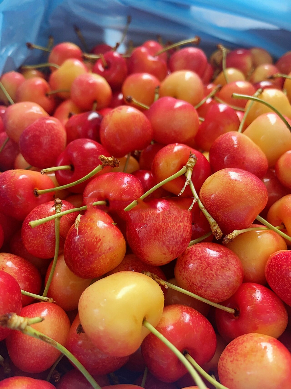 97甜炸天的skylar rae斯凯拉蕾黄车厘子90 很多小伙伴喜欢吃黄车