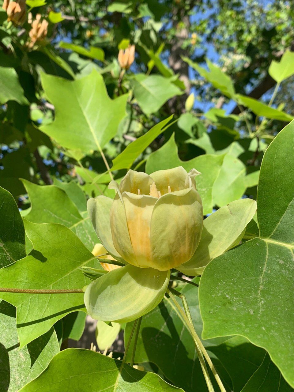 名花名树图片大全图片