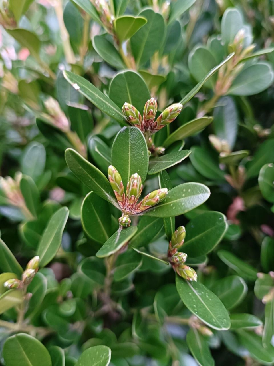 小叶黄杨 有一个很有趣的发现,枝头有花蕾的小叶黄杨没什么新芽; 枝头