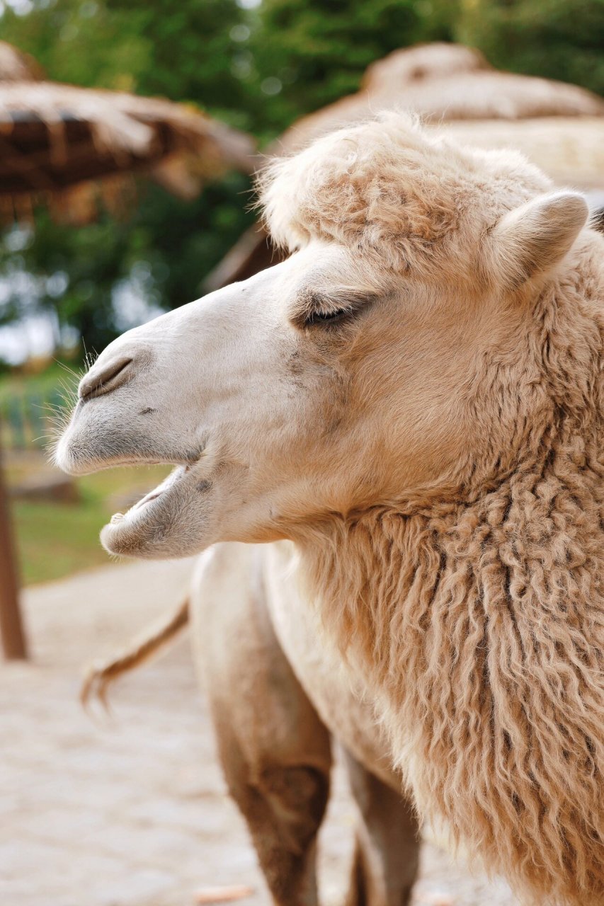 南通野生动物园|跟我来看骆驼 91:r627770-200