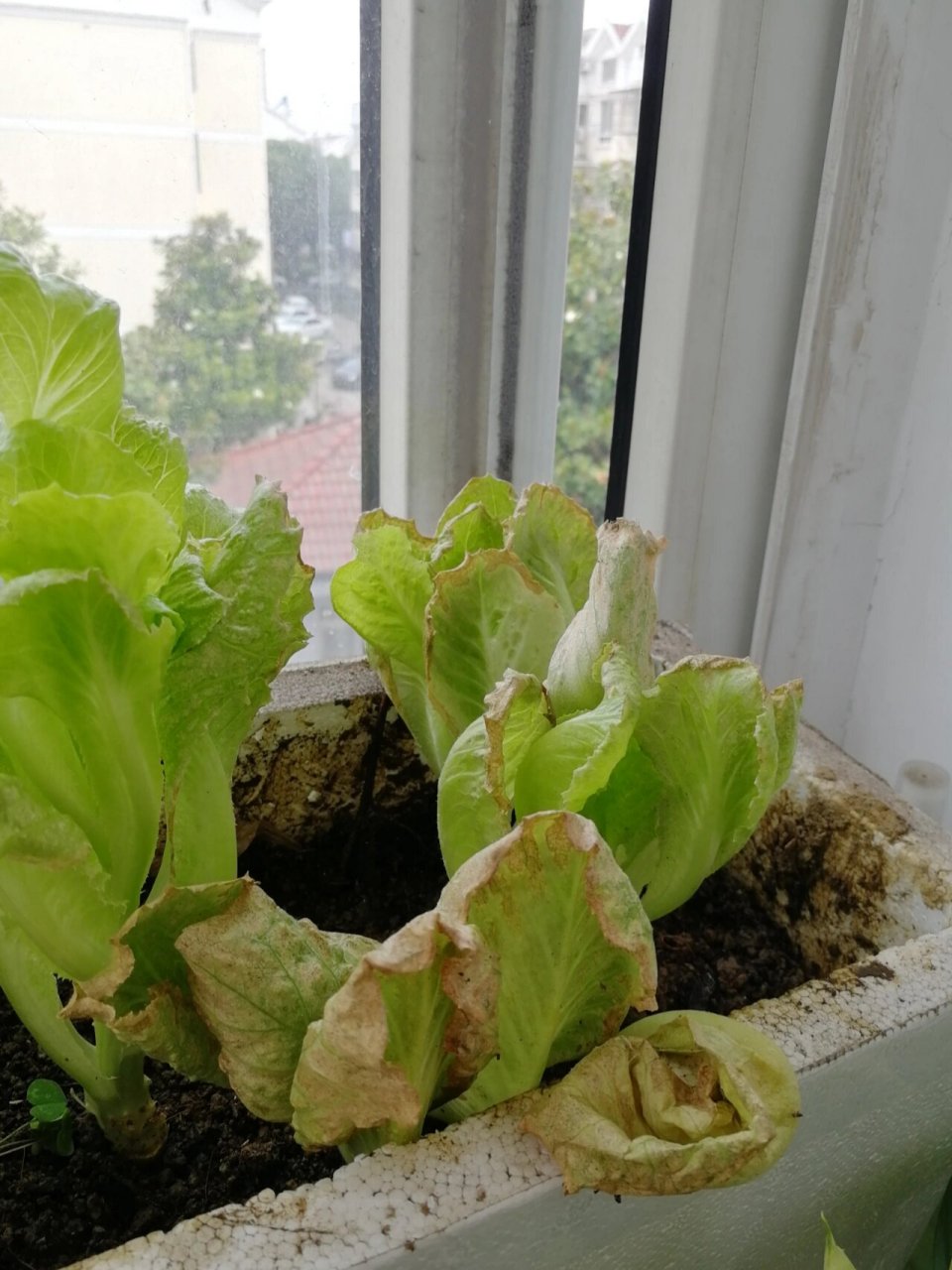 端午节放假回老家了,我的生菜就放在南面窗台边边上,结果假期结束