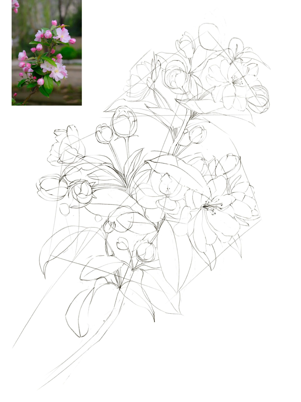控笔练习40/100 西府海棠 这个季节,海棠已谢,那就先画下来吧以后学习