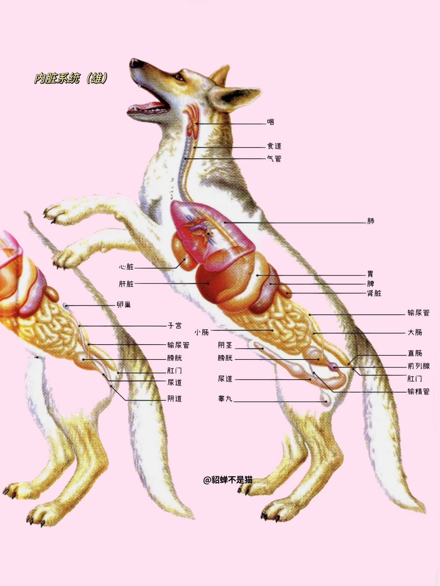 狗狗这些身体构造你都了解吗?