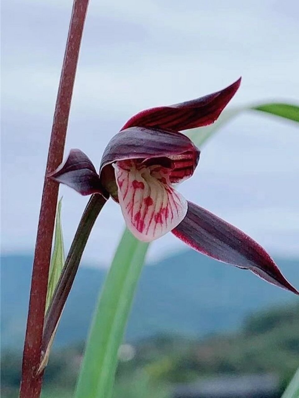 细叶寒兰经典紫花——紫燕