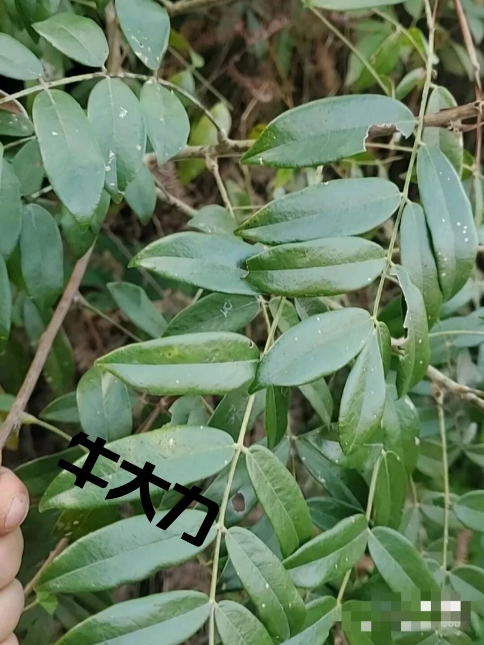 每日懂点中药【牛大力】 【牛大力】 可以煲猪骨汤,鸡汤 也可以泡酒.