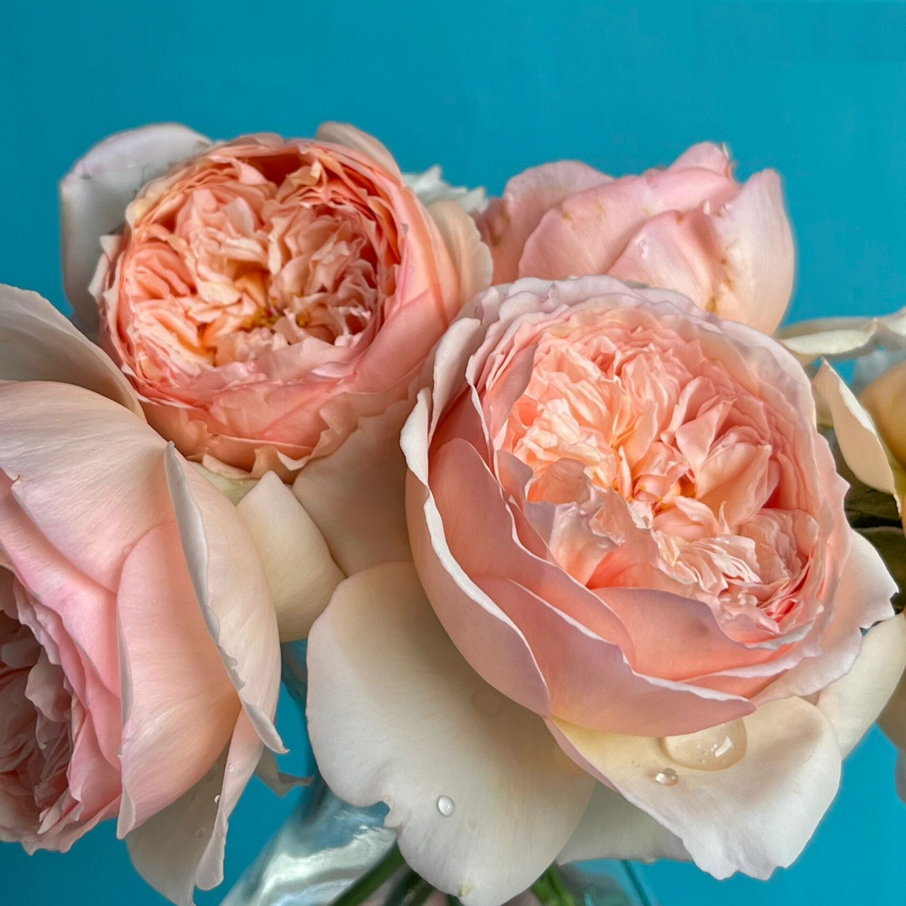 肉粉色小包子月季——真宙 月季品种名称:真宙(masora) 颜色:肉粉色