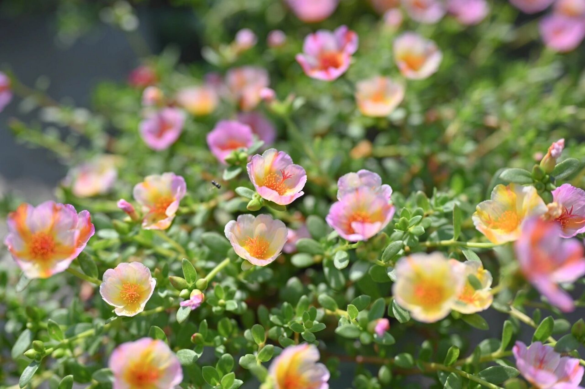 压轴出场的单瓣太阳花朝阳 朝阳真的是太美妙了,单朵颜色很丰富,一盆